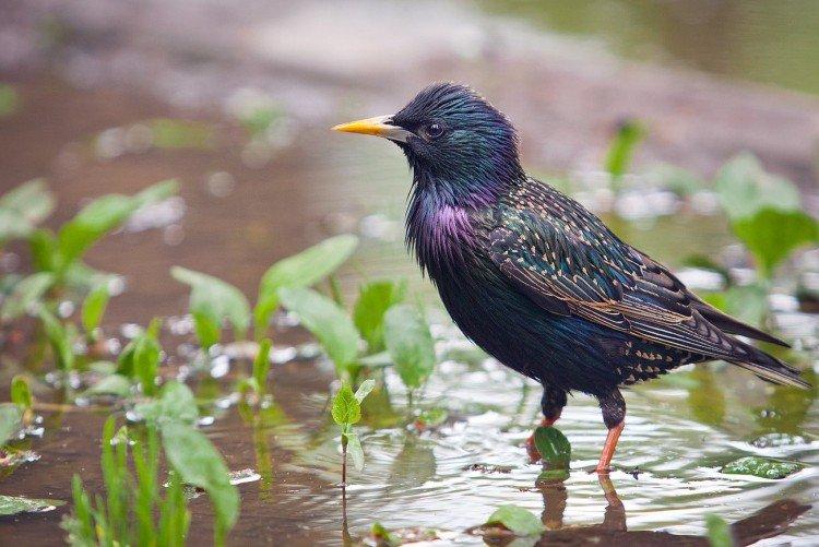 Скворцы – фото