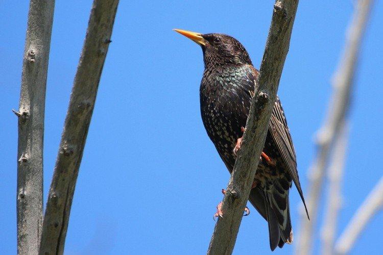 Скворцы – фото