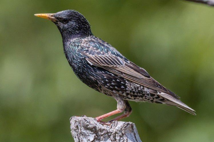 Скворцы – фото