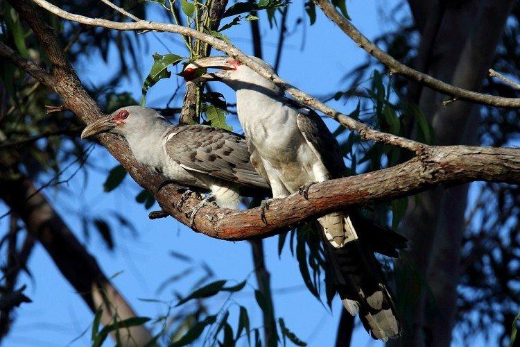 Кукушки – фото птицы