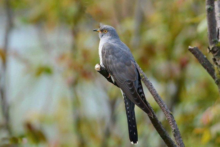 Кукушки – фото птицы