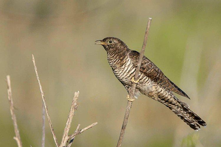 Самец и самка кукушки: отличия