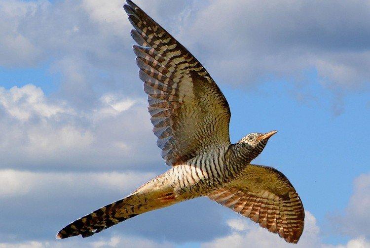 Кукушки – фото птицы