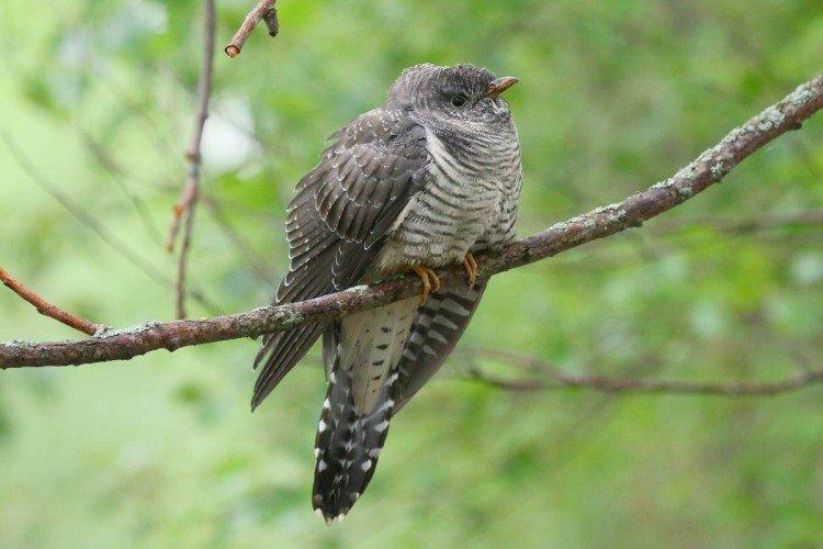 Кукушки – фото птицы