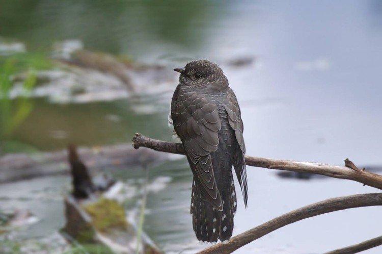 Кукушки – фото птицы