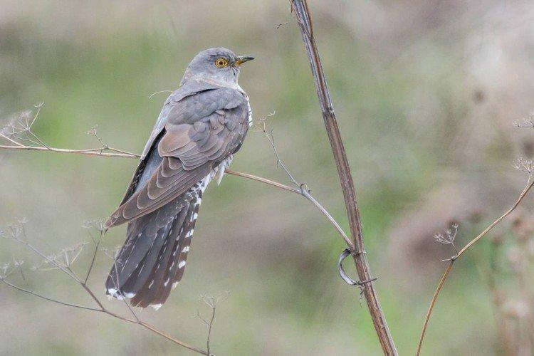 Кукушки – фото птицы