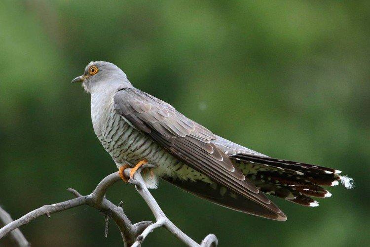 Кукушки – фото птицы