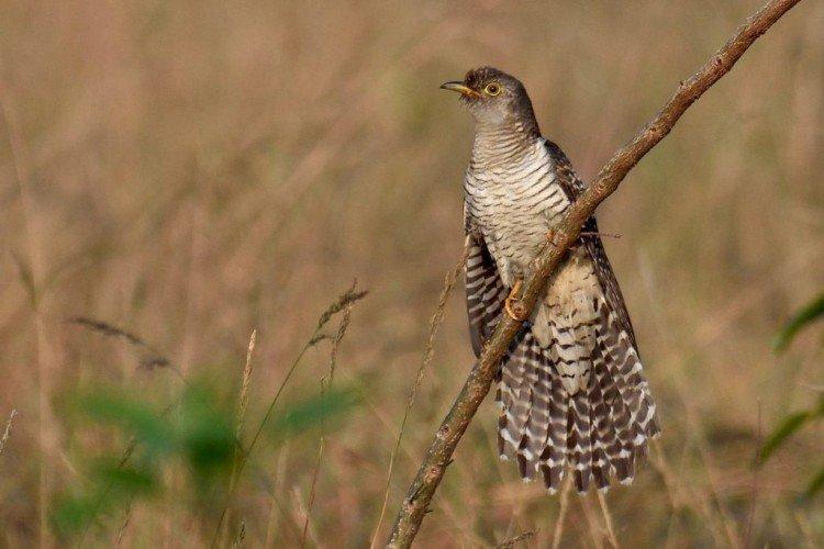 Кукушки – фото птицы