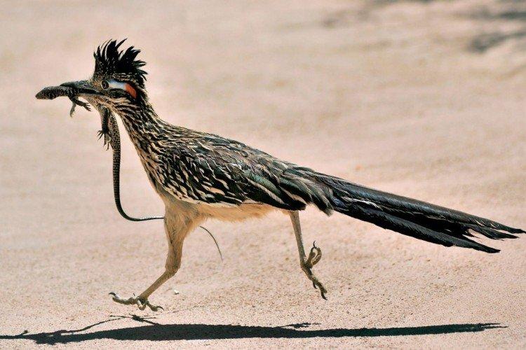 Кукушки – фото птицы