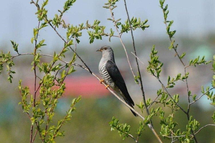 Кукушки – фото птицы