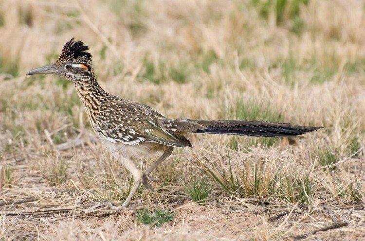 Кукушки – фото птицы