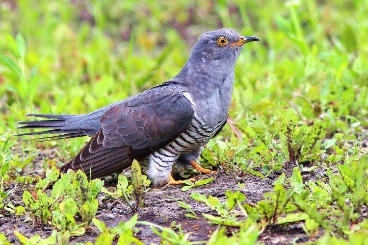 Обыкновенная кукушка