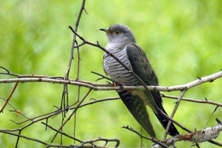 Малая кукушка