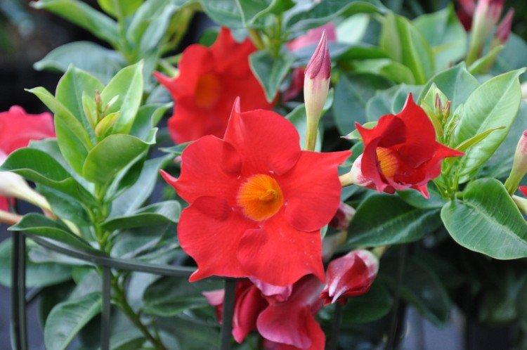 Дипладения