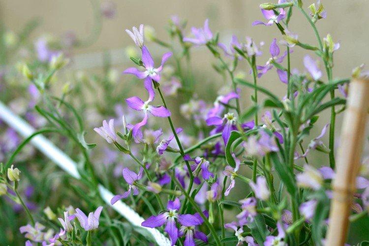 Удобрения и подкормка