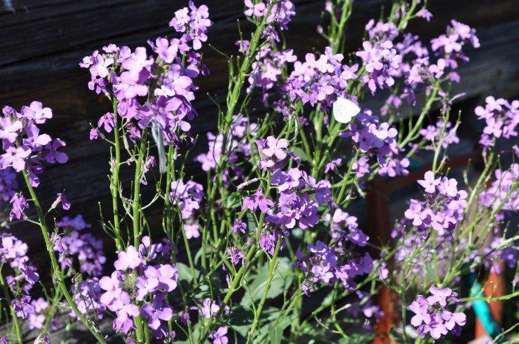 Вредители и болезни маттиолы