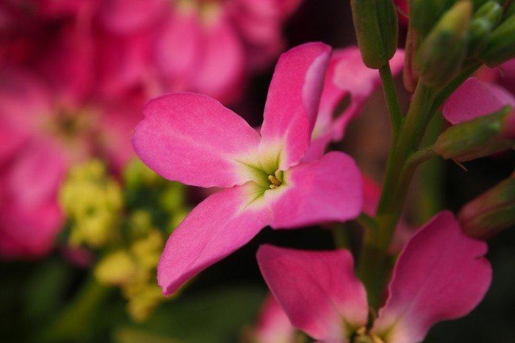 Маттиола – фото