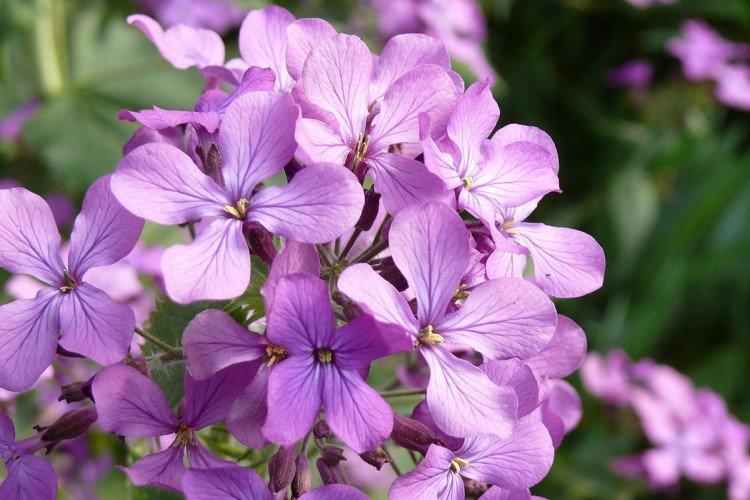 Маттиола – фото