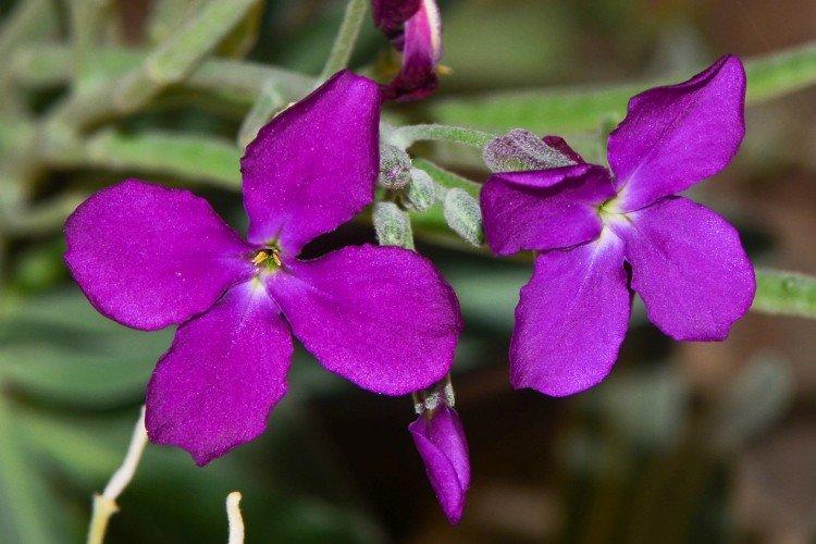 Маттиола – фото