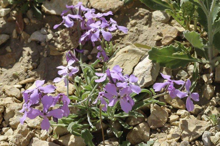 Маттиола – фото