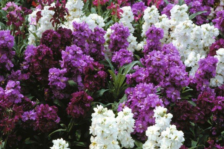 Маттиола – фото