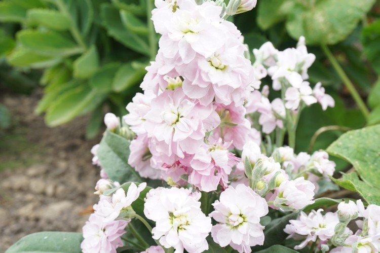 Маттиола – фото