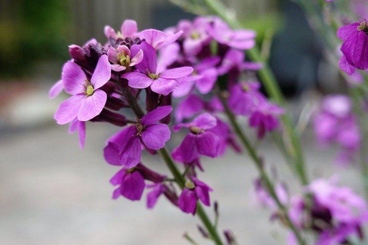 Маттиола – фото