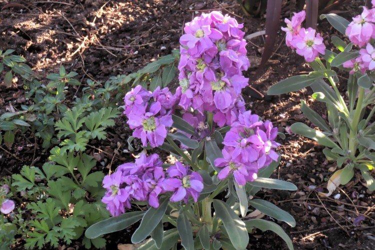 Маттиола – фото