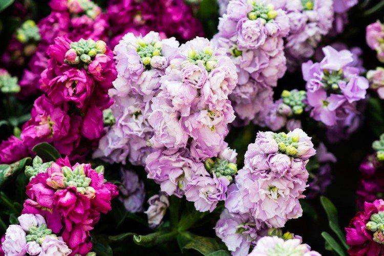 Душистая маттиола