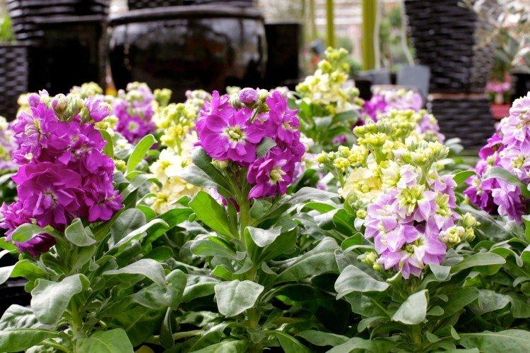 Седая маттиола