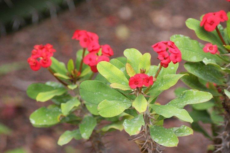 Формирование