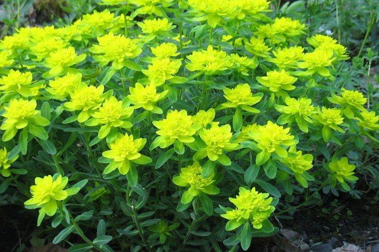 Молочай – фото