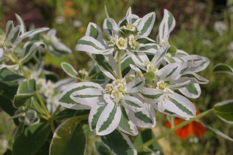 Окаймленный молочай