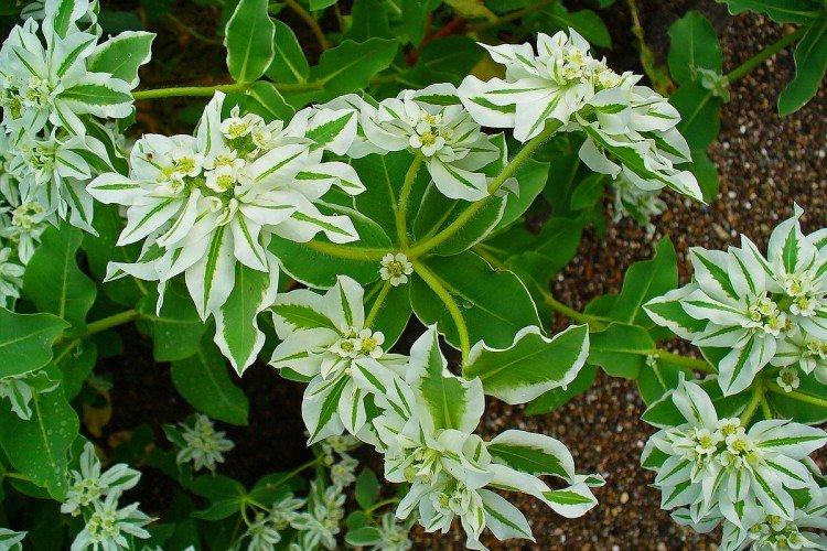 Молочай – фото