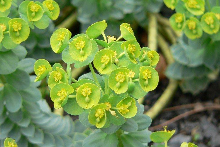 Молочай – фото