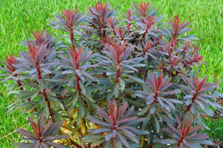 Молочай – фото