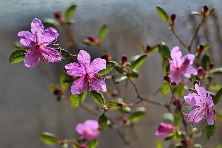 Использование багульника в саду