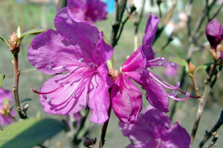 Багульник – фото