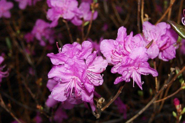 Багульник – фото