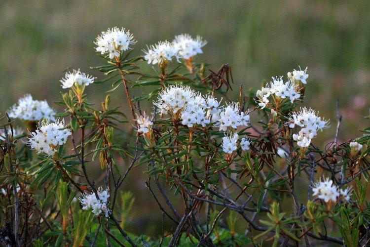 Багульник – фото