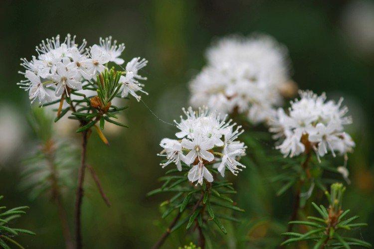 Багульник – фото