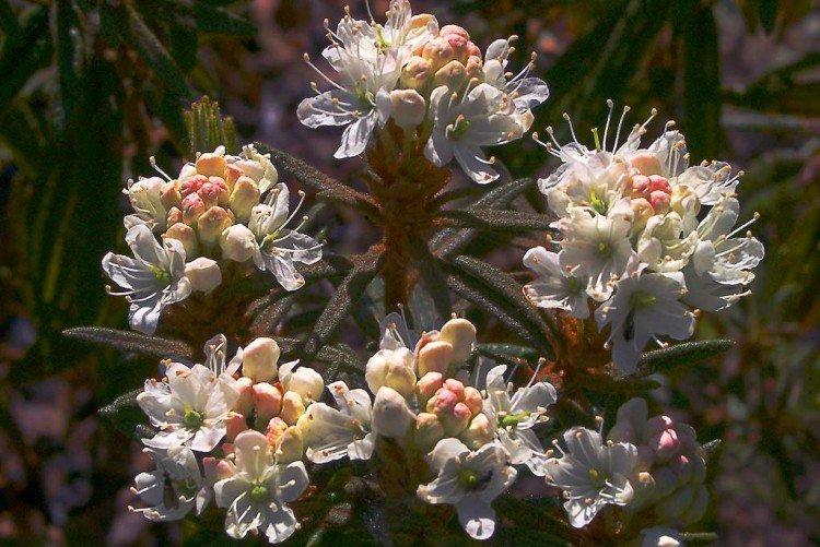 Багульник – фото