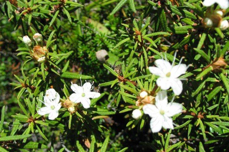 Багульник – фото