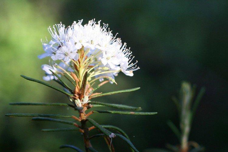 Багульник – фото