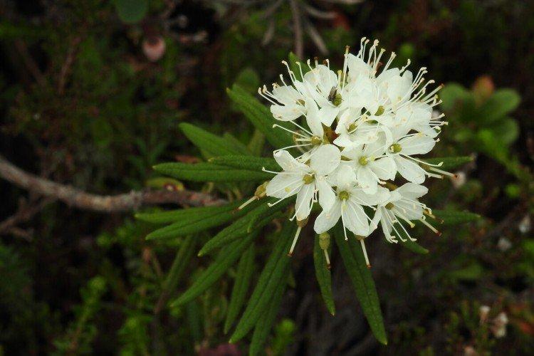 Багульник – фото