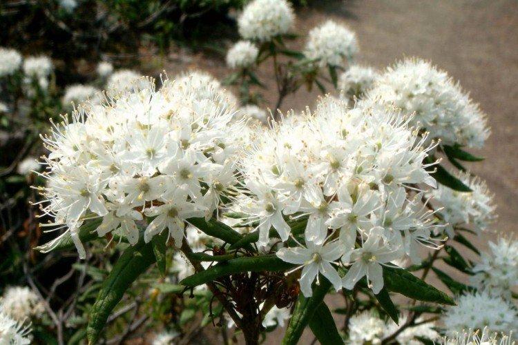 Багульник – фото