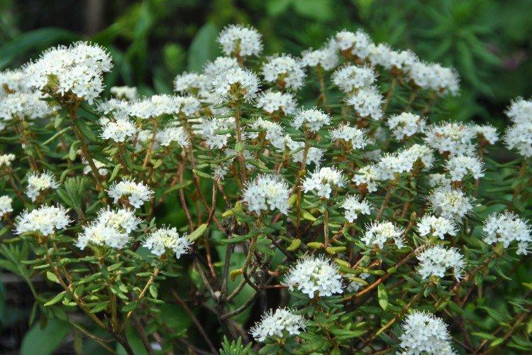 Гренландский багульник