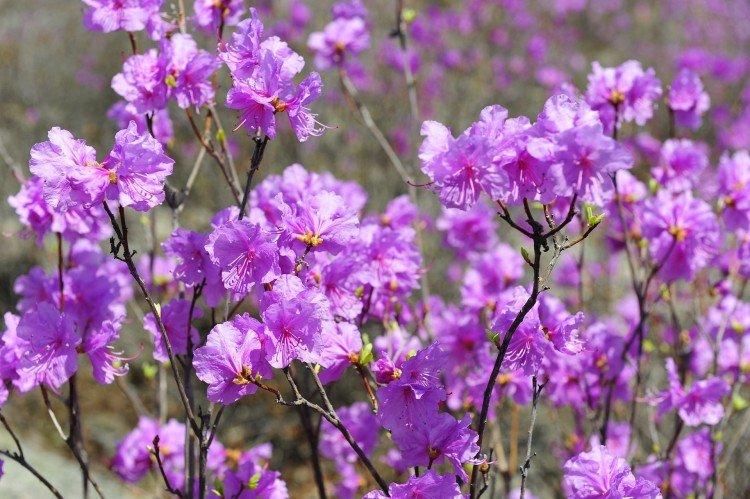 Удобрения и подкормка