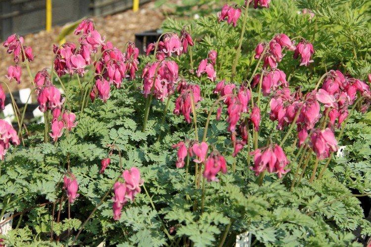 Удобрения и подкормка