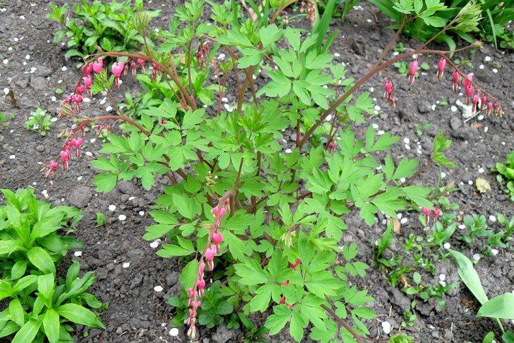 Посадка и размножение